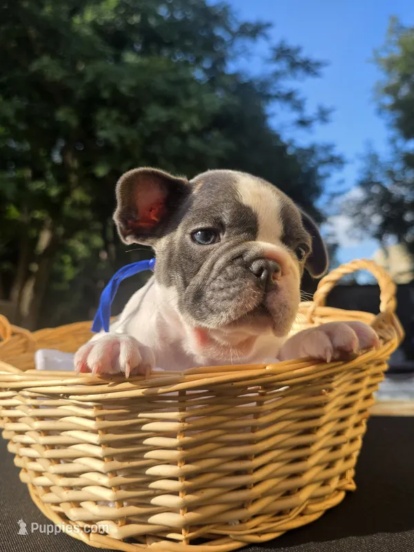 BLUE – French Bulldog puppy for sale in Hamilton, NJ