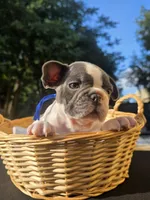 BLUE, a male French Bulldog for sale in Hamilton, NJ – 1 of 6