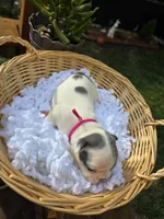 PINK, a female French Bulldog for sale in Hamilton, NJ – 4 of 5