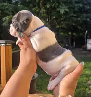 BLUE, a male French Bulldog for sale in Hamilton, NJ – 2 of 6