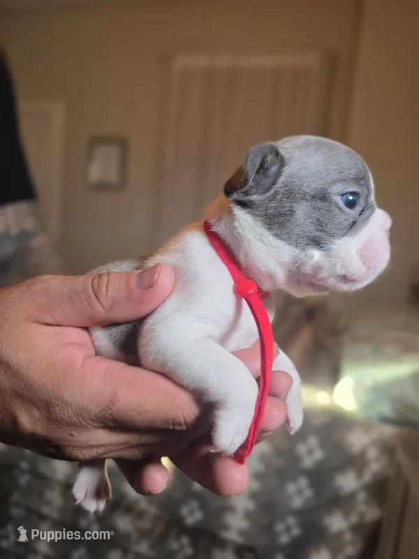 RED – French Bulldog puppy for sale in Hamilton, NJ