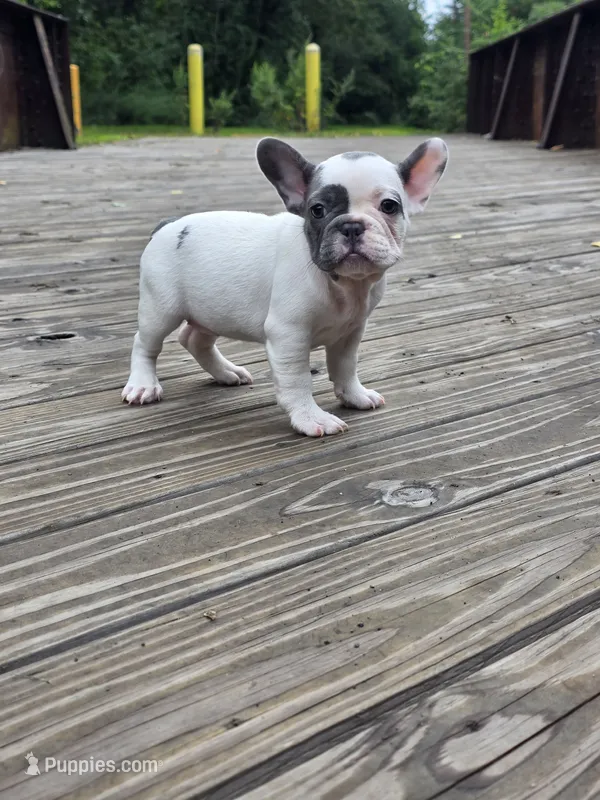 ORANGE – French Bulldog puppy for sale in Hamilton, NJ