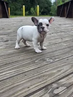 ORANGE, a female French Bulldog for sale in Hamilton, NJ – 1 of 3
