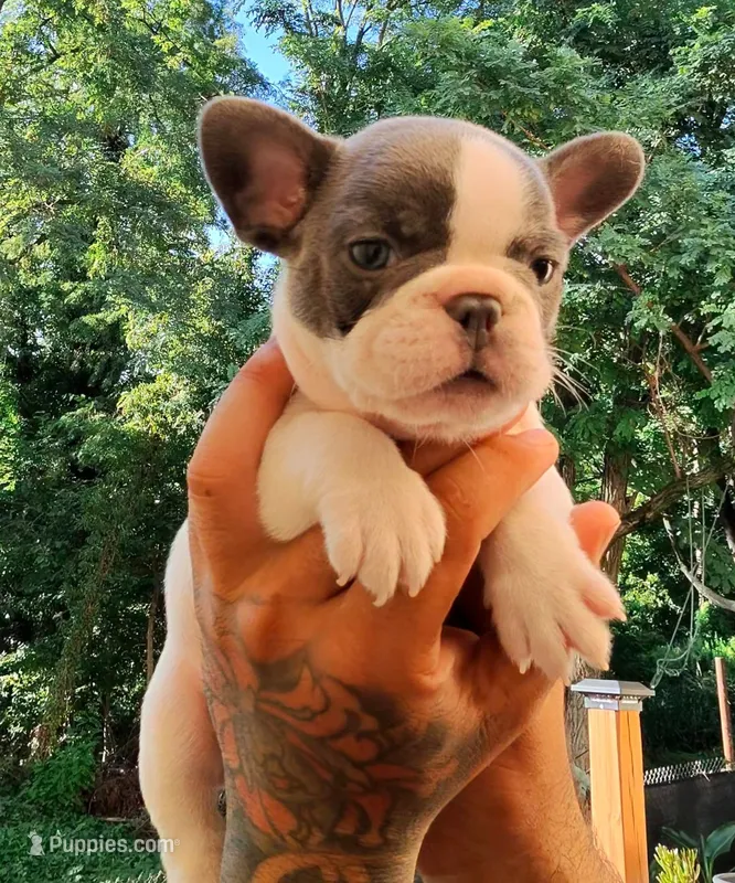 RED – French Bulldog puppy for sale in Hamilton, NJ