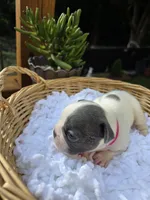 PINK, a female French Bulldog for sale in Hamilton, NJ – 2 of 5