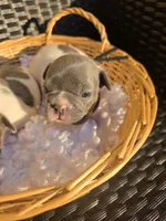 BLACK, a male French Bulldog for sale in Hamilton, NJ – 1 of 2