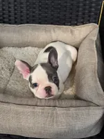 PINK, a female French Bulldog for sale in Hamilton, NJ – 2 of 7