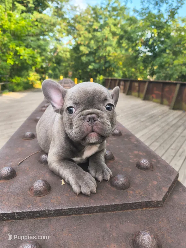 Green – French Bulldog puppy for sale in Hamilton, NJ
