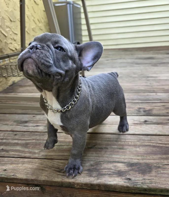 Green – French Bulldog puppy for sale in Hamilton, NJ