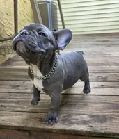 Green, a male French Bulldog for sale in Hamilton, NJ – 1 of 7