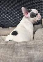 PINK, a female French Bulldog for sale in Hamilton, NJ – 3 of 7