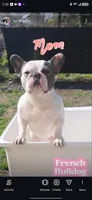 RED, a male French Bulldog for sale in Hamilton, NJ – 4 of 6