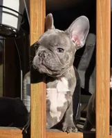 Green, a male French Bulldog for sale in Hamilton, NJ – 5 of 7