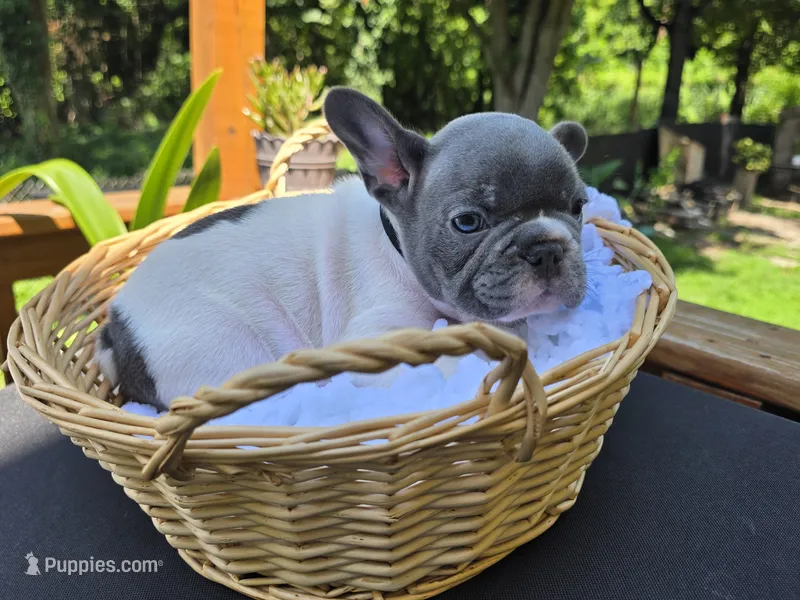 BLACK – French Bulldog puppy for sale in Hamilton, NJ
