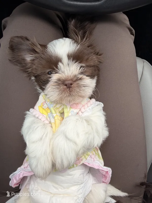 Bella – Shih Tzu puppy for sale in Suwanee, GA