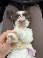 Bella, a female Shih Tzu for sale in Suwanee, GA – 2 of 6