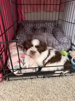 Bella, a female Shih Tzu for sale in Suwanee, GA – 4 of 6