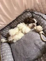 Bella, a female Shih Tzu for sale in Suwanee, GA – 5 of 6