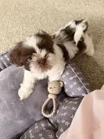 Bella, a female Shih Tzu for sale in Suwanee, GA – 3 of 6