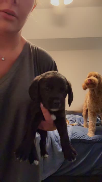 Junior , a male Goldendoodle and Beagle for sale in Lake City, FL – 1 of 1