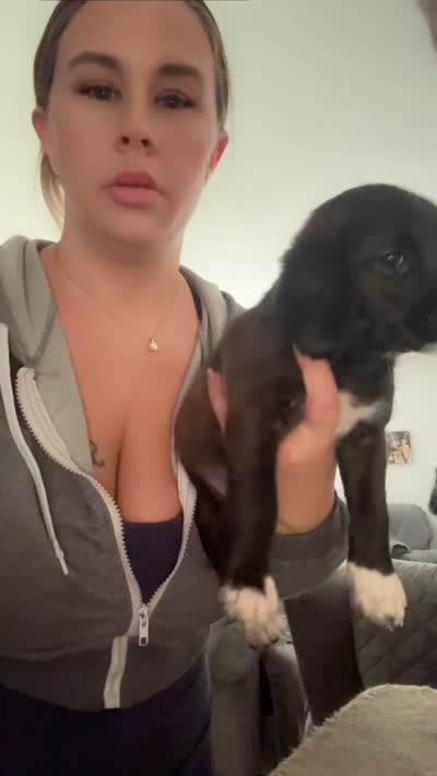 Oakley , a female Goldendoodle and Beagle for sale in Lake City, FL – 1 of 1