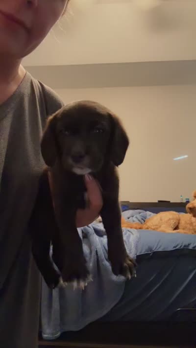 Louie, a male Goldendoodle and Beagle for sale in Lake City, FL – 1 of 1