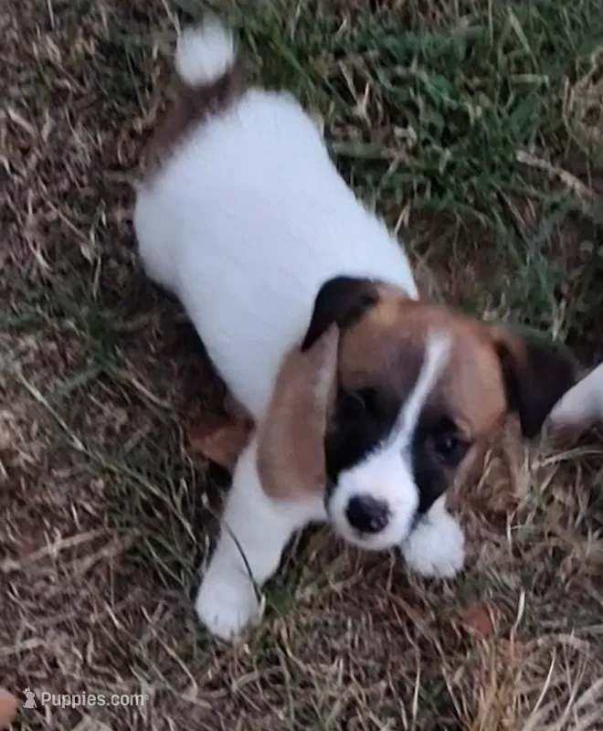 Jackie  – Jack Russell Terrier puppy for sale in Chandler, OK