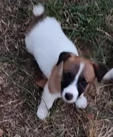 Jackie , a male Jack Russell Terrier for sale in Chandler, OK – 1 of 2