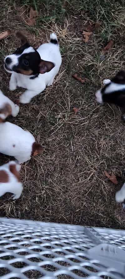 Jackie , a male Jack Russell Terrier for sale in Chandler, OK – 2 of 2