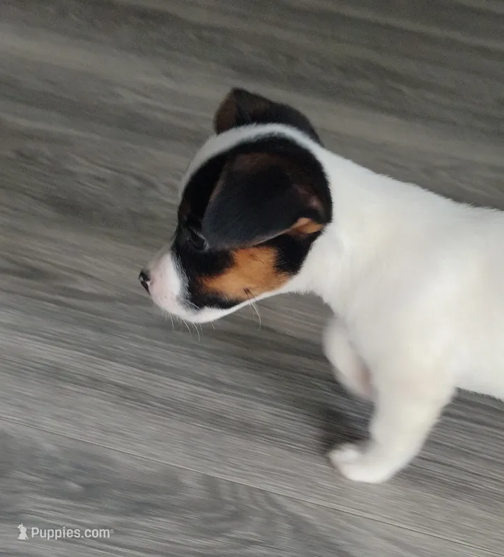 Jackie  – Jack Russell Terrier puppy for sale in Chandler, OK