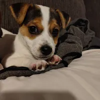 Boy, a male Jack Russell Terrier for sale in Chandler, OK – 1 of 2