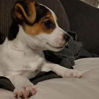 Boy, a male Jack Russell Terrier for sale in Chandler, OK – 2 of 2