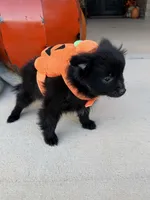 CKC—Cash, a male Pomeranian for sale in Ovalo, TX – 5 of 5