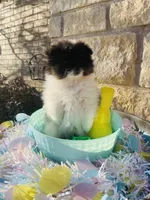 Uno—AKC, a male Pomeranian for sale in Ovalo, TX – Photo 4 of 6