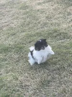 Uno—AKC, a male Pomeranian for sale in Ovalo, TX – Photo 6 of 6