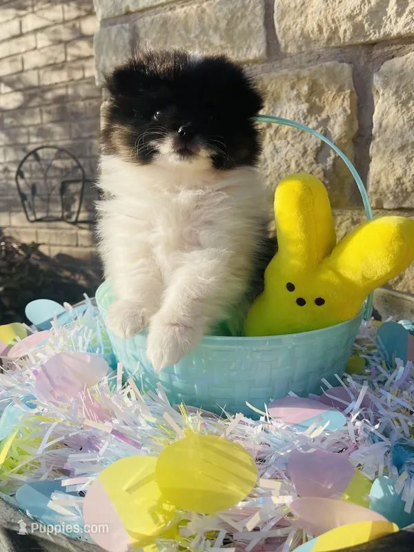 Uno—AKC – Pomeranian puppy for sale in Ovalo, TX