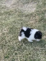 Uno—AKC, a male Pomeranian for sale in Ovalo, TX – Photo 5 of 6