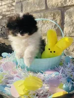 Uno—AKC, a male Pomeranian for sale in Ovalo, TX – Photo 2 of 6