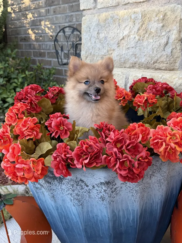 CKC—Reddy – Pomeranian puppy for sale in Ovalo, TX