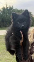 Bear—CKC, a male Pomeranian for sale in Ovalo, TX – Photo 2 of 5