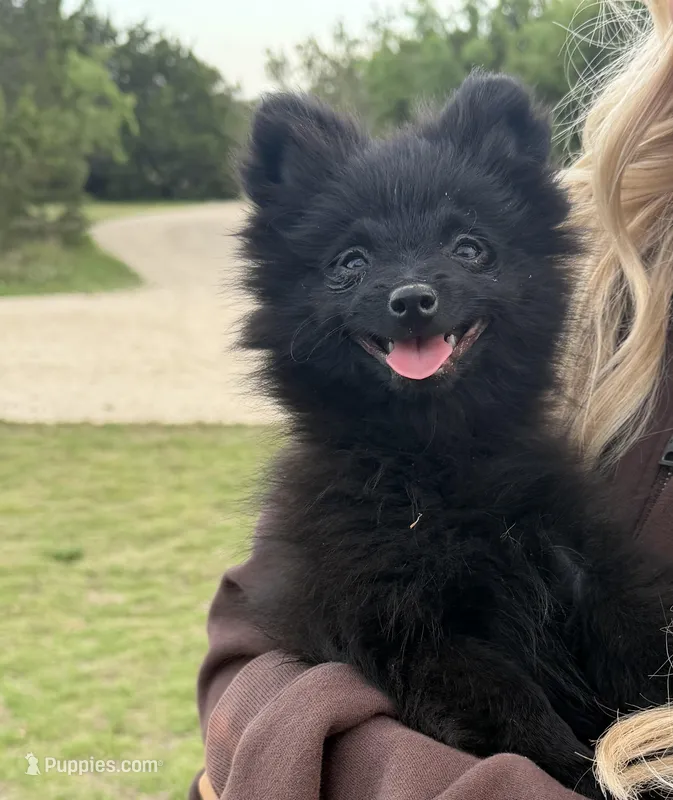 Bear—CKC – Pomeranian puppy for sale in Ovalo, TX