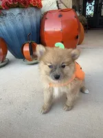 CKC—Reddy, a male Pomeranian for sale in Ovalo, TX – 4 of 5