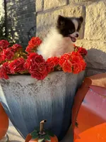 CKC—Daisy, a female Pomeranian for sale in Ovalo, TX – 3 of 5