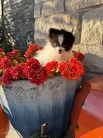 CKC—Daisy, a female Pomeranian for sale in Ovalo, TX – 2 of 5