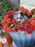 CKC—Dolly, a female Pomeranian for sale in Ovalo, TX – 2 of 6