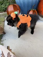 CKC—Bruno, a male Pomeranian for sale in Ovalo, TX – 3 of 6