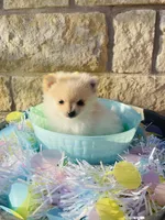Itsy—CKC, a female Pomeranian for sale in Ovalo, TX – Photo 5 of 6
