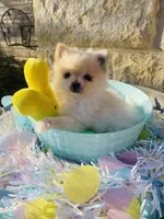 Itsy—CKC, a female Pomeranian for sale in Ovalo, TX – Photo 3 of 6