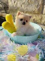 Itsy—CKC, a female Pomeranian for sale in Ovalo, TX – Photo 2 of 6