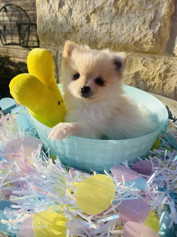 Itsy—CKC – Pomeranian puppy for sale in Ovalo, TX